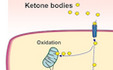 Ketone body oxidation increases cardiac endothelial cell proliferation