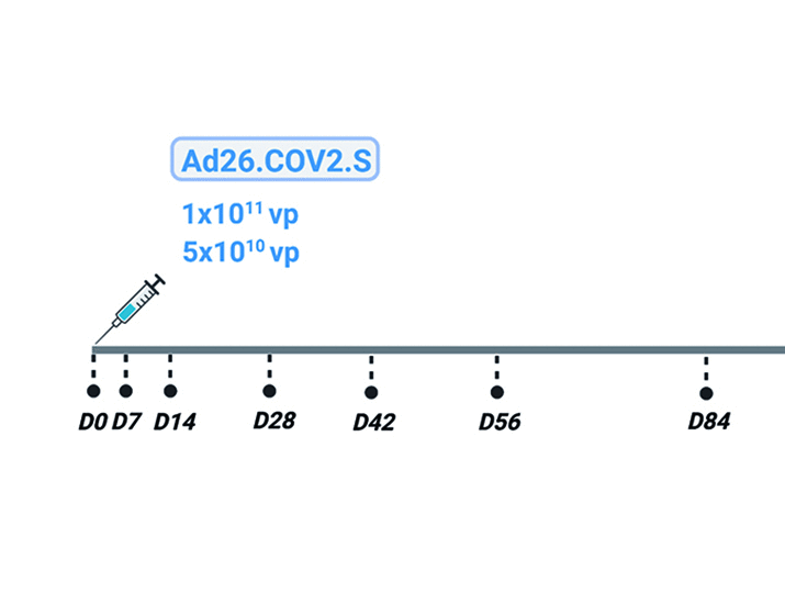 A homologous or variant booster vaccine after Ad26.COV2.S immunization enhances SARS-CoV-2-specific immune responses in rhesus macaques