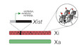 Epigenetic inheritance is gated by naïve pluripotency and Dppa2