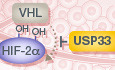 What (H)IF isoform matters? A deubiquitinase can tune the hypoxic response