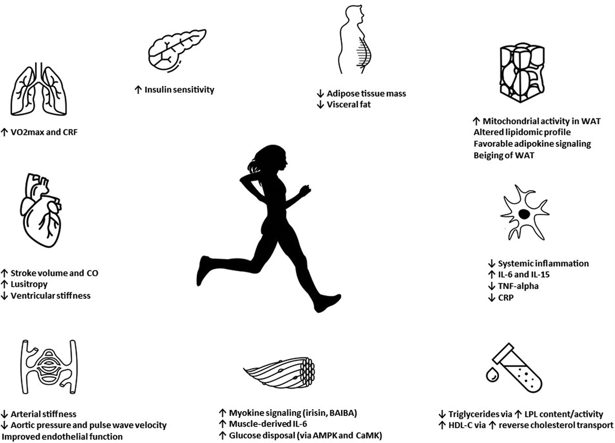 Exercise, Physical Activity, and Cardiometabolic Health: Pathophysiologic Insights