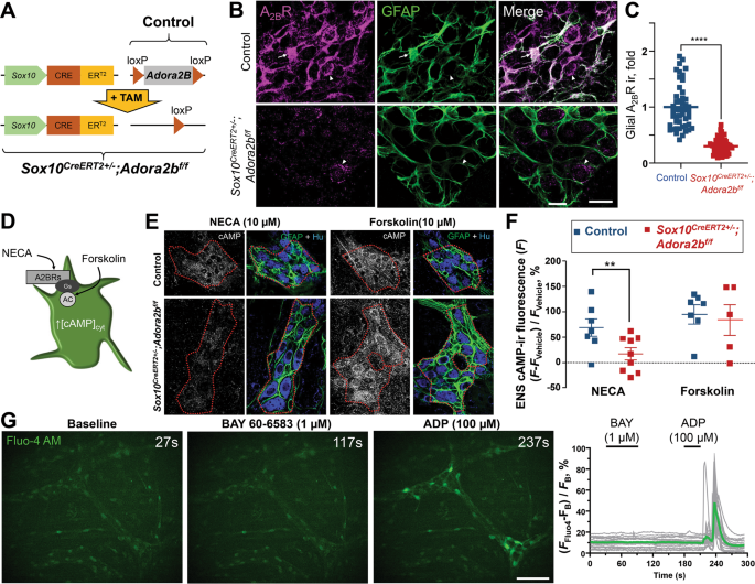 Enteric glial adenosine 2B receptor signaling mediates persistent epithelial barrier dysfunction following acute DSS colitis