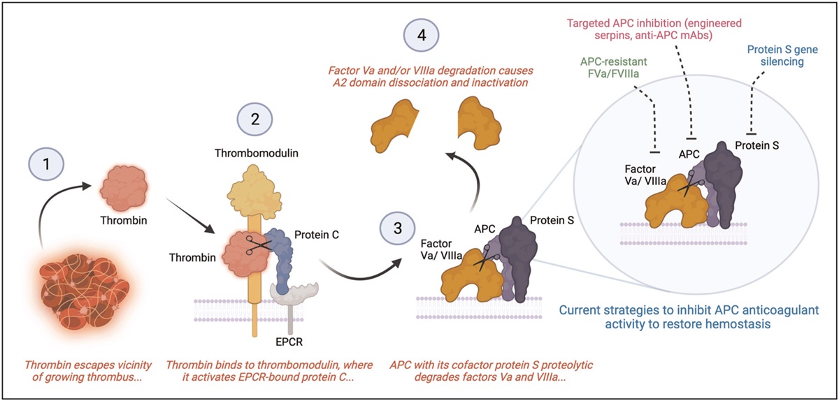 The protein C pathways