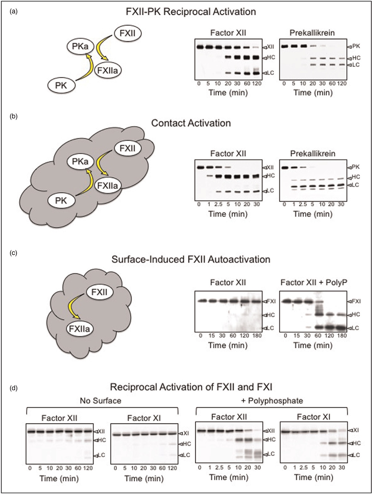 Recent advances in factor XII structure and function