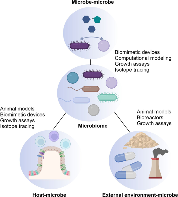 Moving beyond descriptive studies: harnessing metabolomics to elucidate the molecular mechanisms underpinning host-microbiome phenotypes