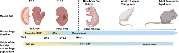 Timing is everything: impact of development, ageing and circadian rhythm on macrophage functions in urinary tract infections