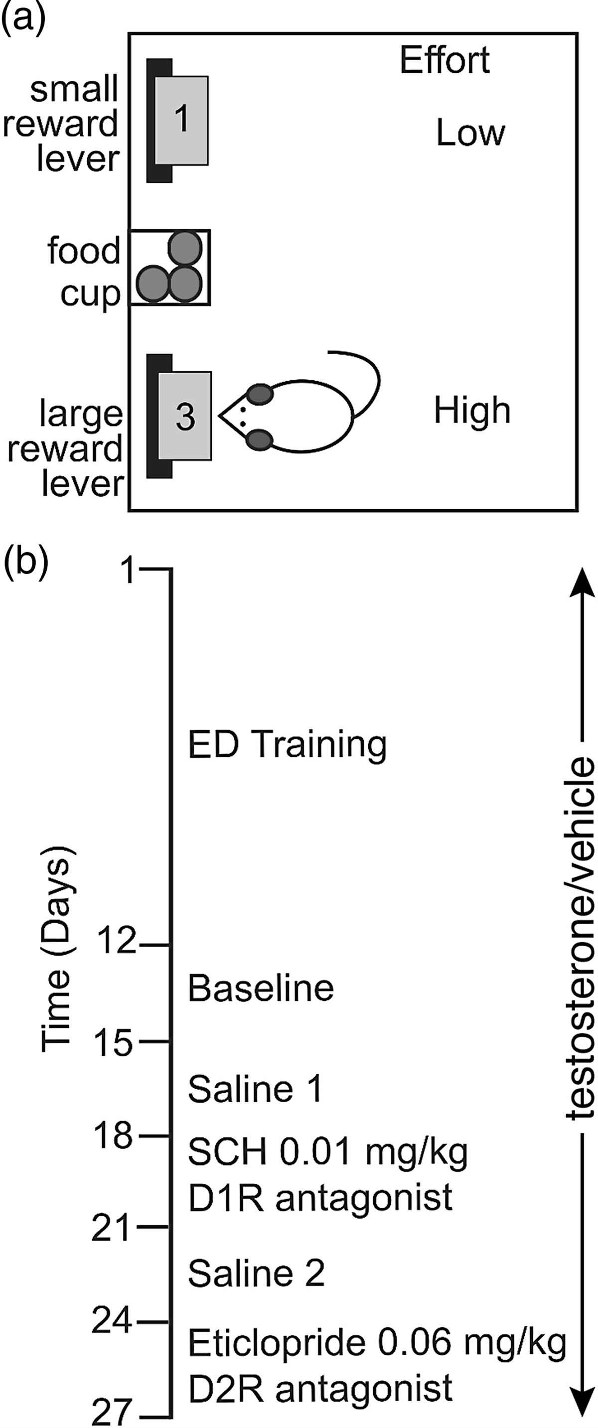 Effort-based decision making in response to high-dose androgens: role of dopamine receptors