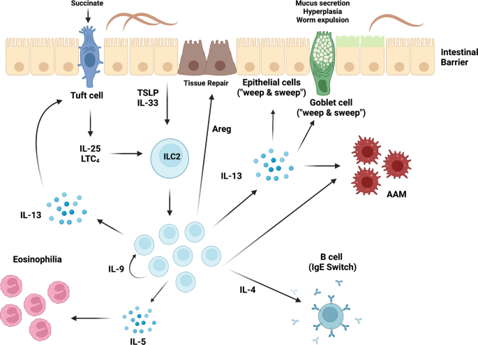 Food for thought – ILC metabolism in the context of helminth infections