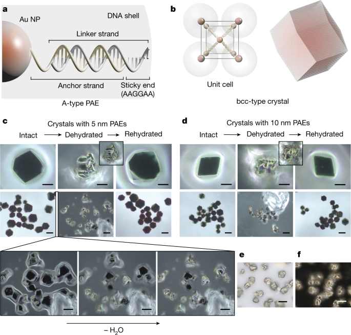 Shape memory in self-adapting colloidal crystals