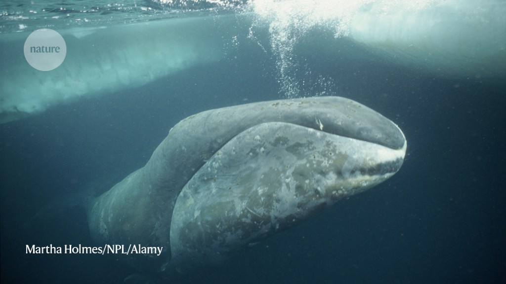 Ancient Greenlanders hunted huge whales — and little reindeer