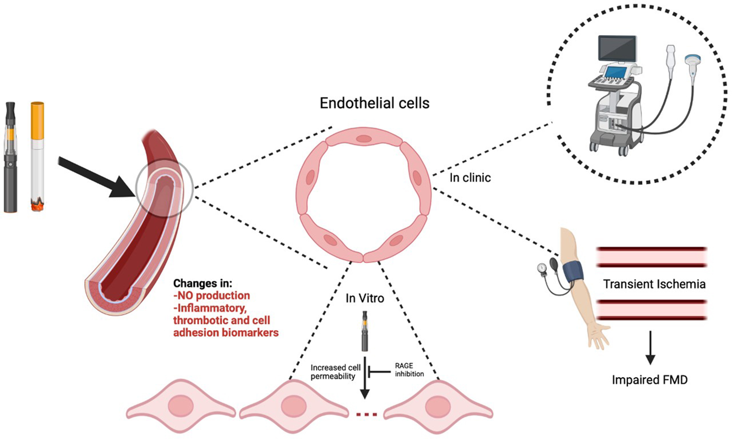 Chronic E-Cigarette Use Impairs Endothelial Function on the Physiological and Cellular Levels