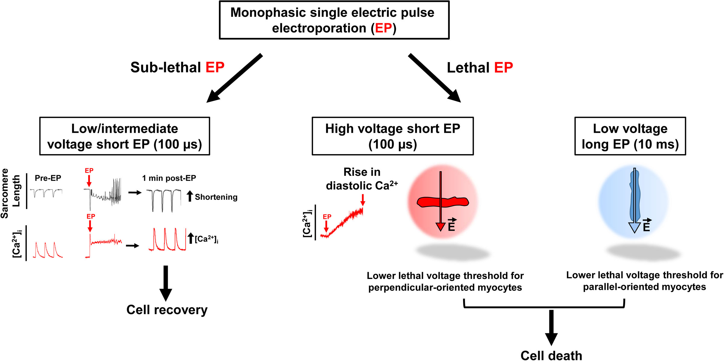 Reversible and Irreversible Effects of Electroporation on Contractility and Calcium Homeostasis in Isolated Cardiac Ventricular Myocytes