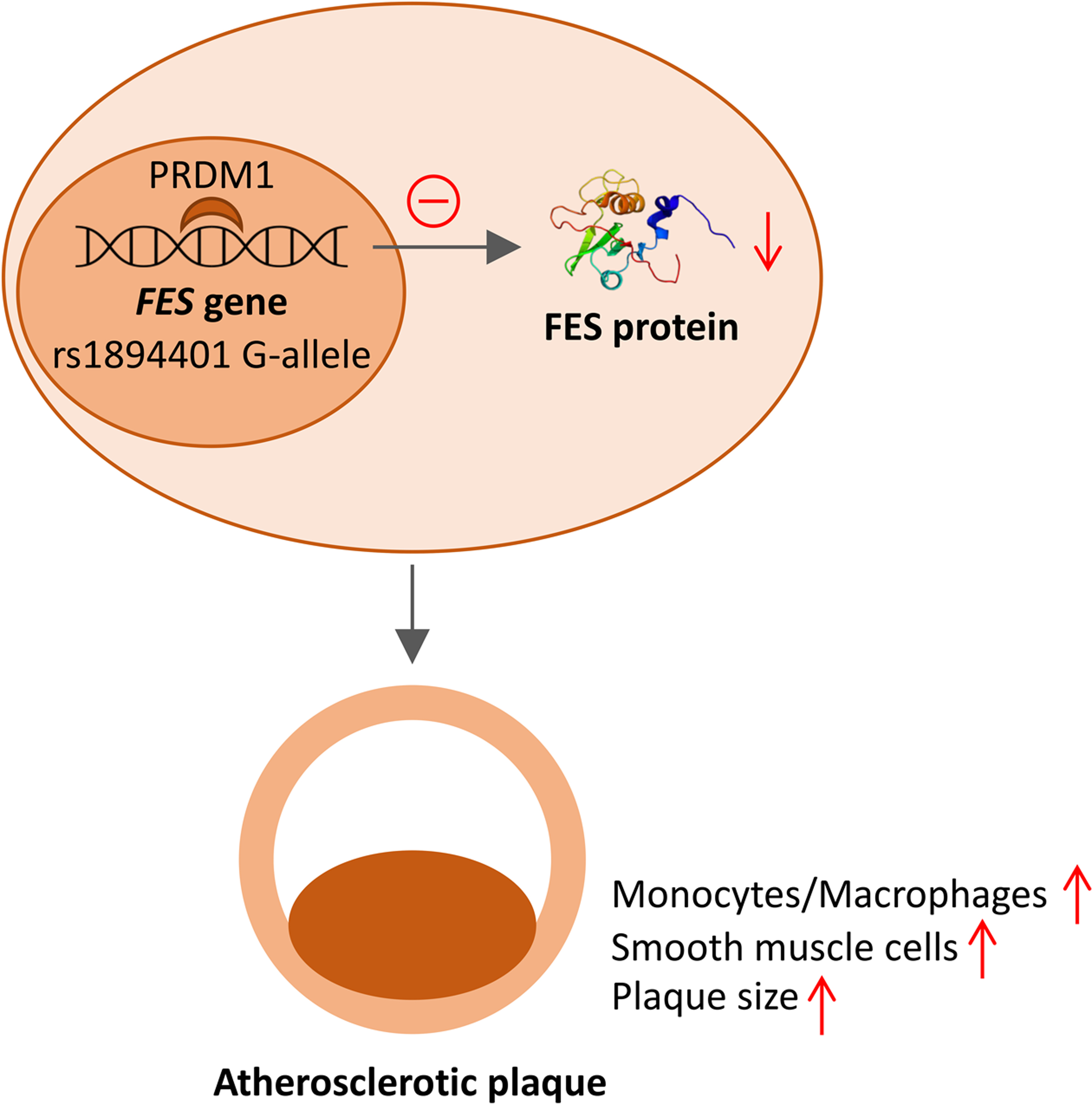 The FES Gene at the 15q26 Coronary-Artery-Disease Locus Inhibits Atherosclerosis