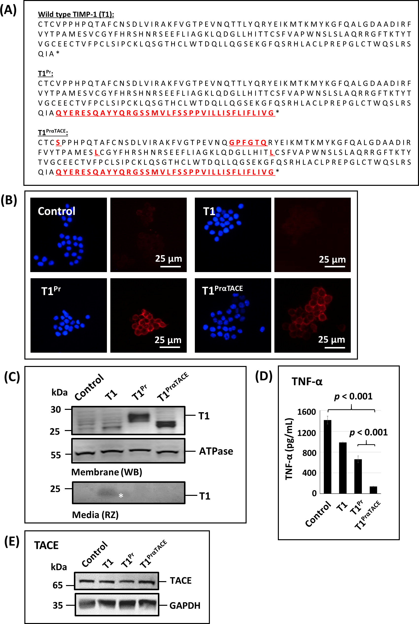 Complete abrogation of key osteoclast markers with a membrane-anchored tissue inhibitor of metalloproteinase