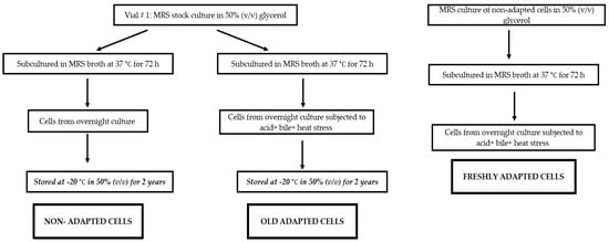 Microbiology Research, Vol. 13, Pages 909-927: The Morphological and Functional Properties of Lactiplantibacillus plantarum B411 Subjected to Acid, Bile and Heat Multi-Stress Adaptation Process and Subsequent Long-Term Freezing