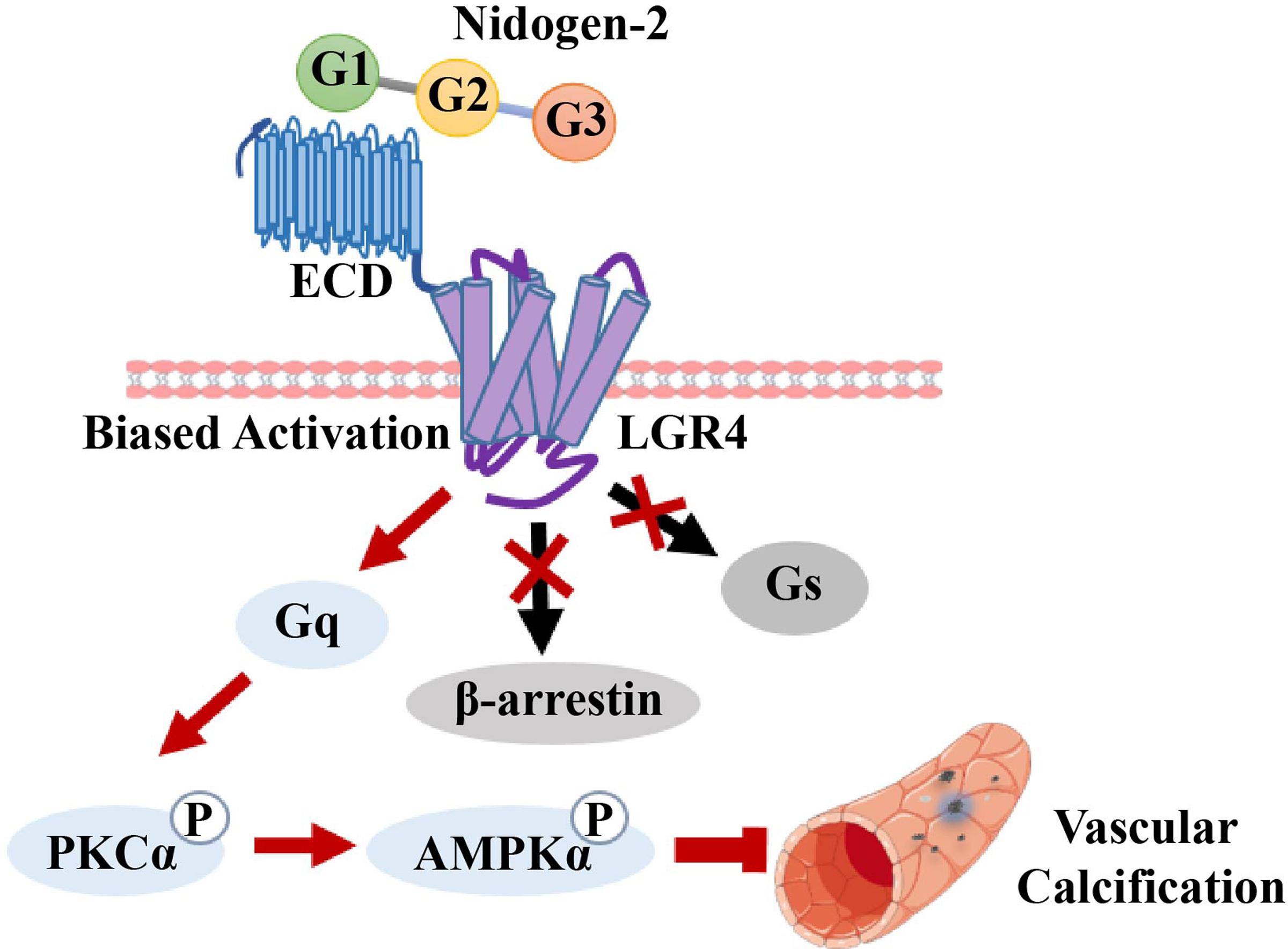 Nidogen-2 is a Novel Endogenous Ligand of LGR4 to Inhibit Vascular Calcification