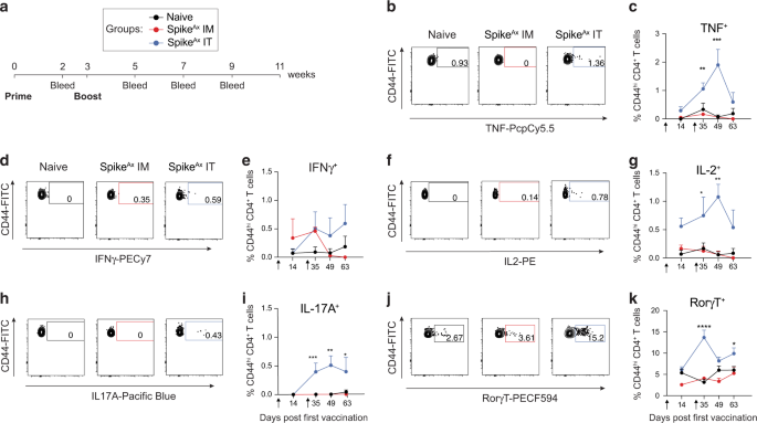 Mucosal immunization with a delta-inulin adjuvanted recombinant spike vaccine elicits lung-resident immune memory and protects mice against SARS-CoV-2