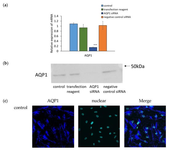 Cosmetics, Vol. 9, Pages 117: Involvement of Aquaporin 1 in the Motility and in the Production of Fibrillin 1 and Type I Collagen of Cultured Human Dermal Fibroblasts