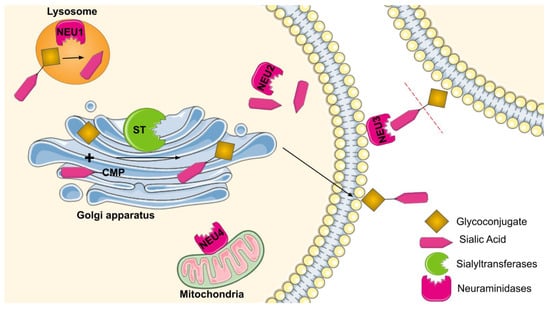 Diseases, Vol. 10, Pages 114: Sialyltransferases and Neuraminidases: Potential Targets for Cancer Treatment