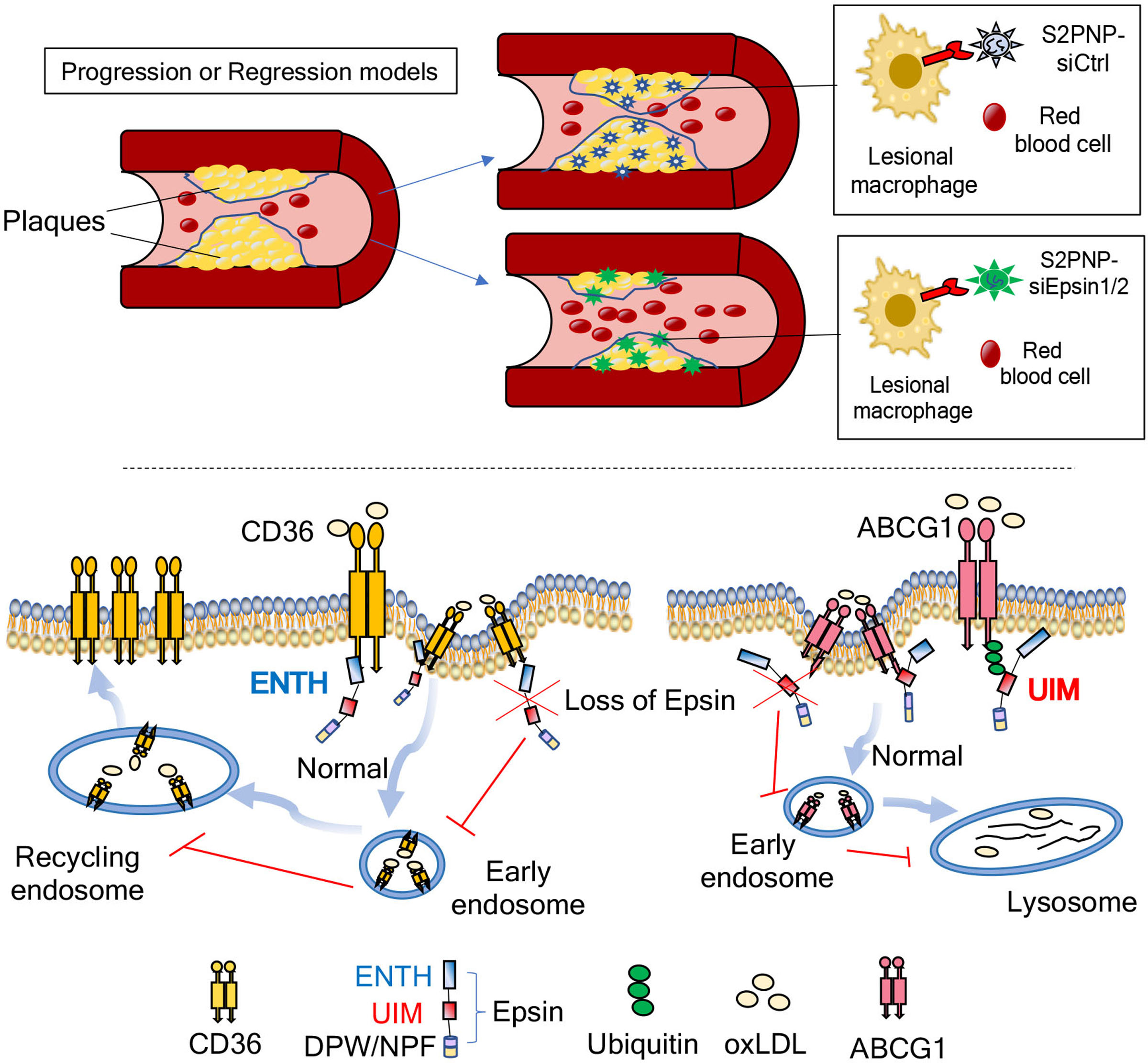 Epsin Nanotherapy Regulates Cholesterol Transport to Fortify Atheroma Regression