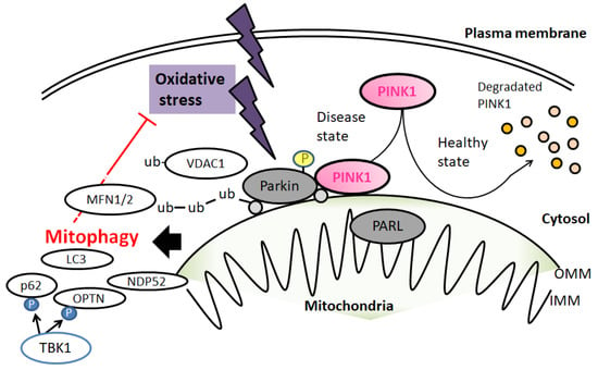 Diseases, Vol. 10, Pages 117: Potential Diets to Improve Mitochondrial Activity in Amyotrophic Lateral Sclerosis