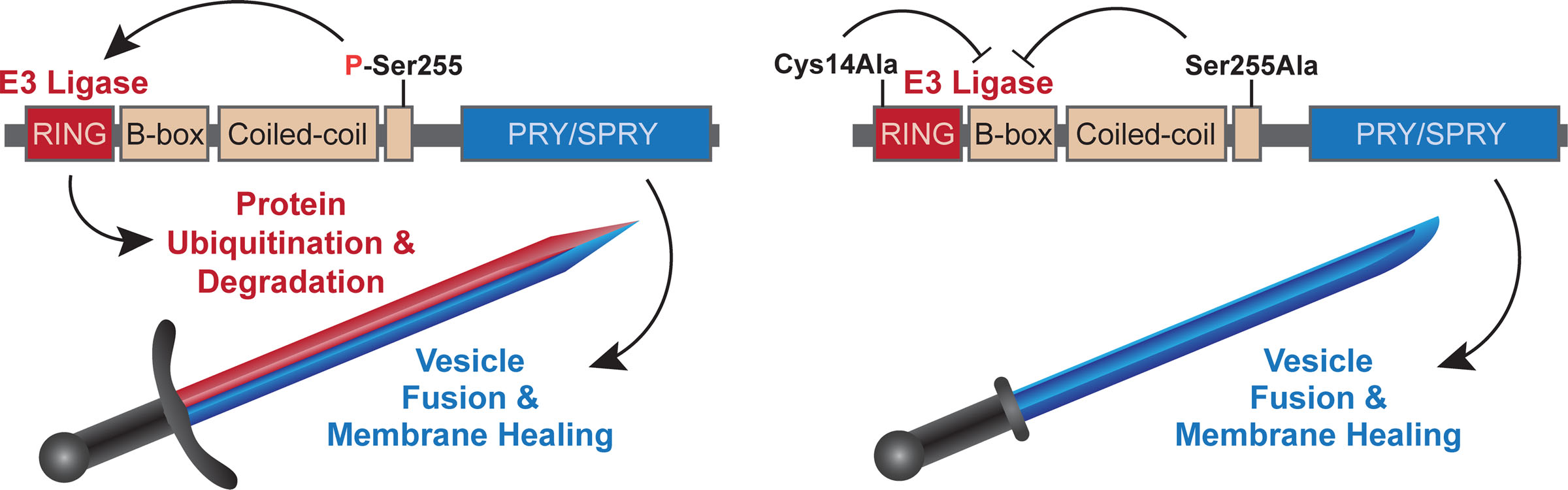 Prohibiting MG53 Phosphorylation Optimizes its Therapeutic Potential in Diabetes