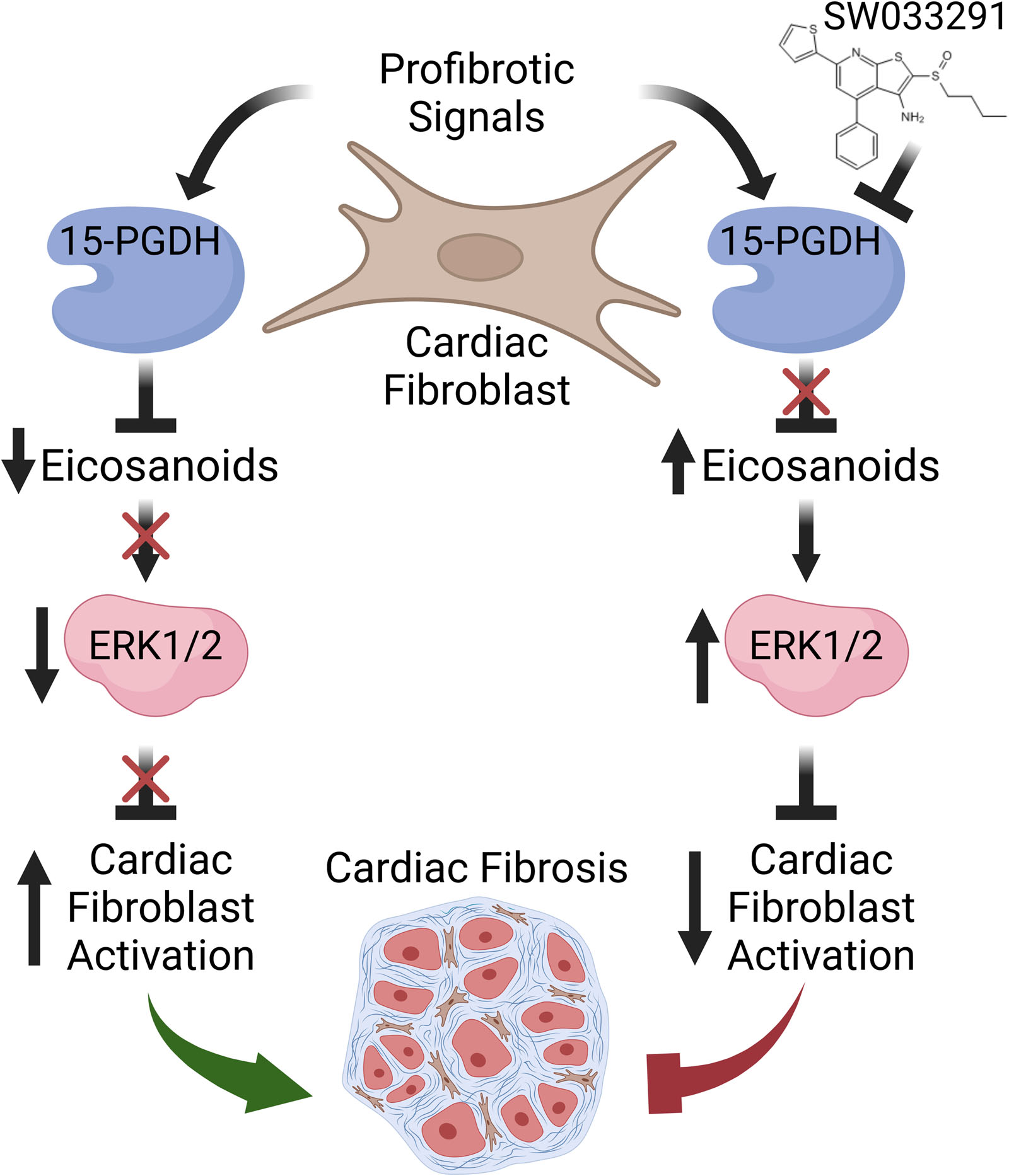 Inhibition of Eicosanoid Degradation Mitigates Fibrosis of the Heart