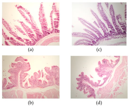 Microbiology Research, Vol. 13, Pages 1018-1026: Effect of a Diet Based on Biotransformed Sorghum on Rabbit Intestinal Morphology and Fecal Fiber Composition