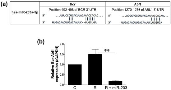 CIMB, Vol. 44, Pages 6428-6438: Antileukemic Activity of hsa-miR-203a-5p by Limiting Glutathione Metabolism in Imatinib-Resistant K562 Cells