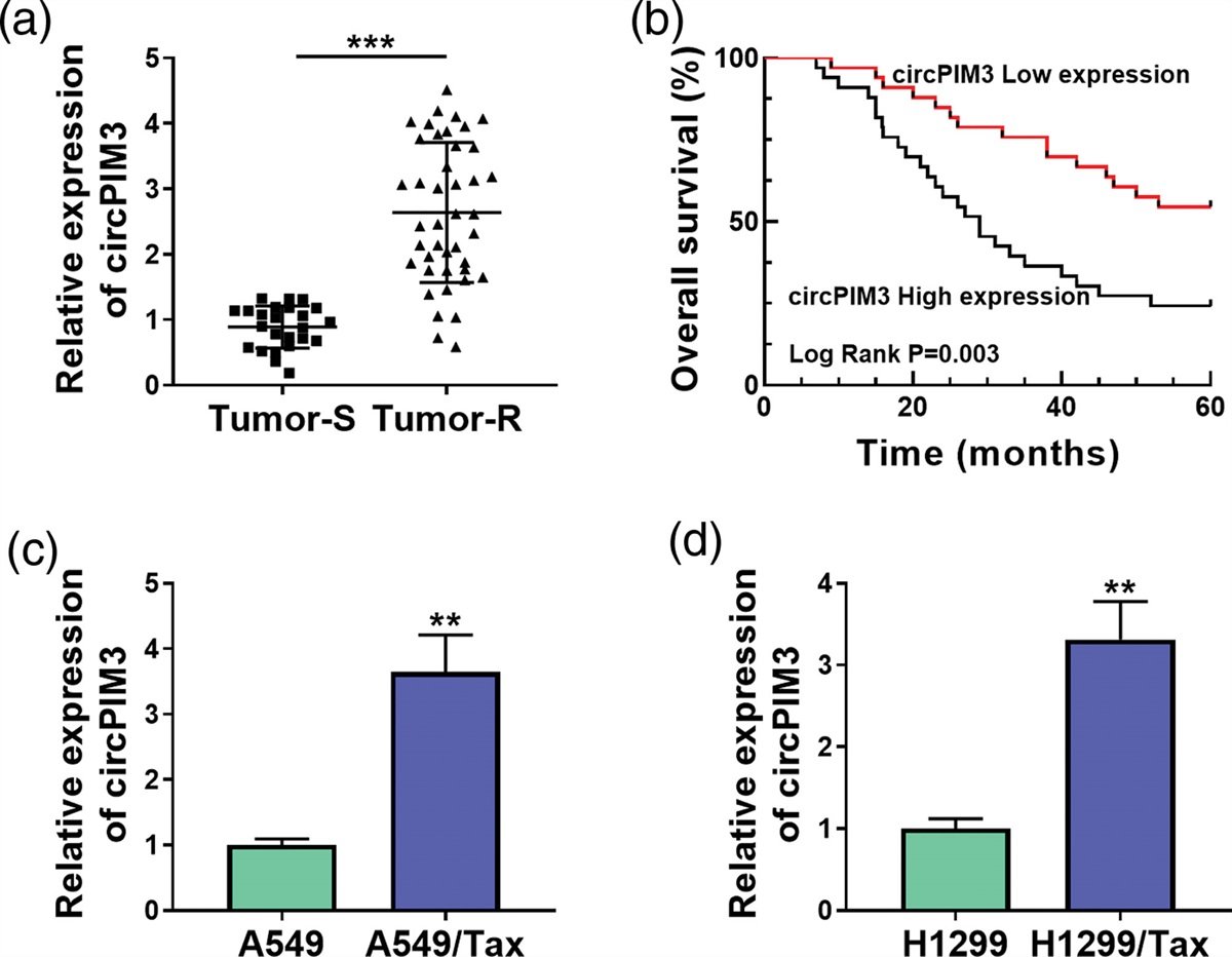 CircPIM3 regulates taxol resistance in non-small cell lung cancer via miR-338-3p/TNFAIP8 axis