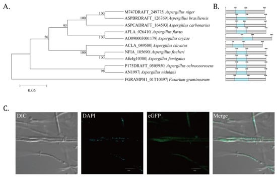 Toxins, Vol. 14, Pages 883: Putative C2H2 Transcription Factor AflZKS3 Regulates Aflatoxin and Pathogenicity in Aspergillus flavus