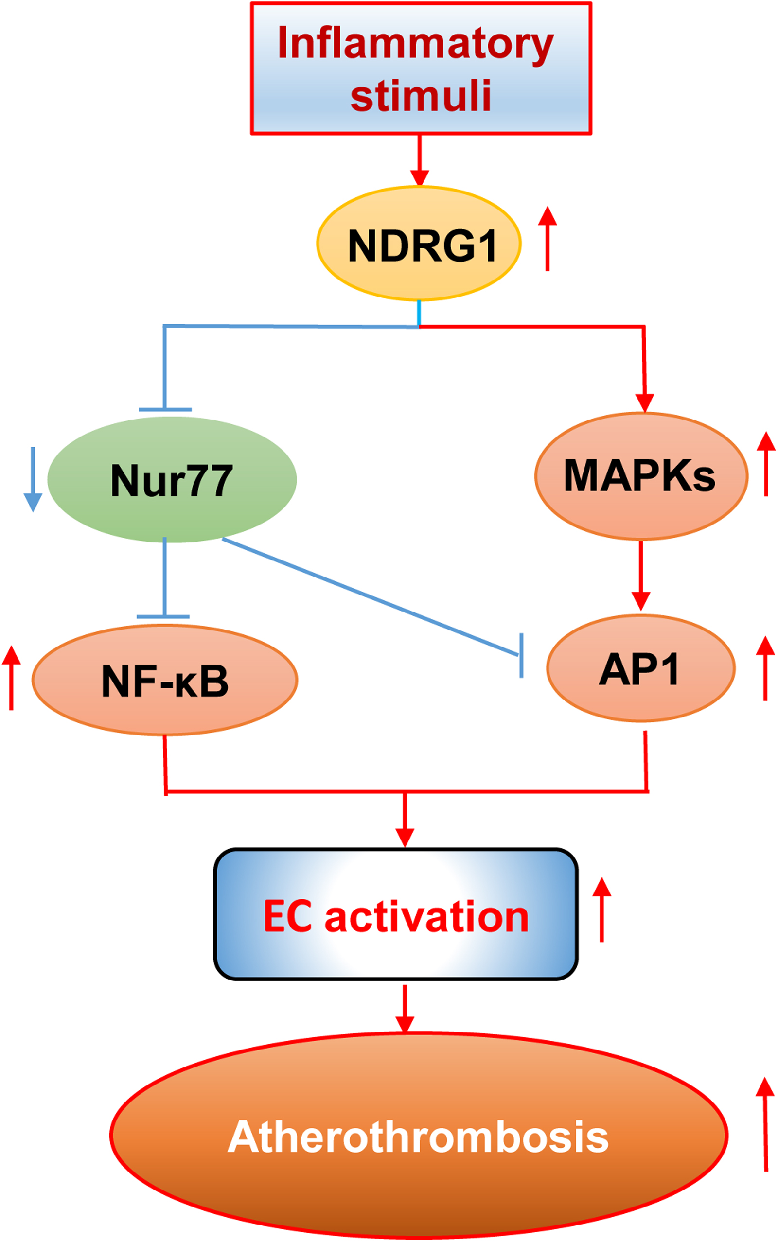 NDRG1 Signaling is Essential for Endothelial Inflammation and Vascular Remodeling