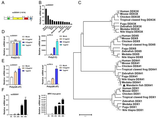 Viruses, Vol. 15, Pages 58: The Interaction of Mandarin Fish DDX41 with STING Evokes type I Interferon Responses Inhibiting Ranavirus Replication