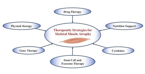 Antioxidants, Vol. 12, Pages 44: Potential Therapeutic Strategies for Skeletal Muscle Atrophy
