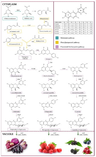 Antioxidants, Vol. 12, Pages 48: Anthocyanins: Metabolic Digestion, Bioavailability, Therapeutic Effects, Current Pharmaceutical/Industrial Use, and Innovation Potential