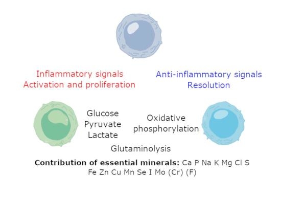 Nutrients, Vol. 15, Pages 123: Essential Minerals and Metabolic Adaptation of Immune Cells