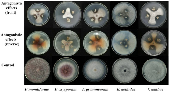 Pathogens, Vol. 12, Pages 37: Biological Control of Verticillium Wilt and Growth Promotion in Tomato by Rhizospheric Soil-Derived Bacillus amyloliquefaciens Oj-2.16