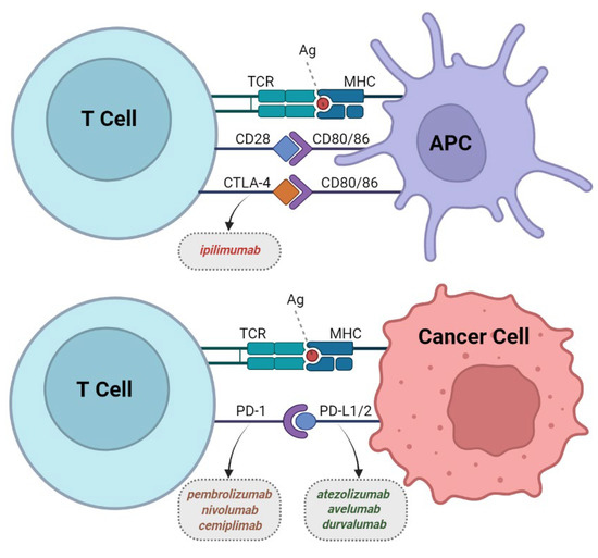 Clinics and Practice, Vol. 13, Pages 22-40: The Role of Immune Checkpoint Inhibitors in Cancer Therapy
