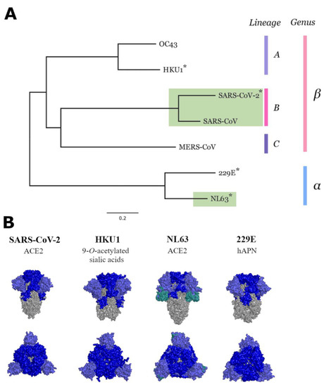 Vaccines, Vol. 11, Pages 58: Analysis of Antibody Neutralisation Activity against SARS-CoV-2 Variants and Seasonal Human Coronaviruses NL63, HKU1, and 229E Induced by Three Different COVID-19 Vaccine Platforms
