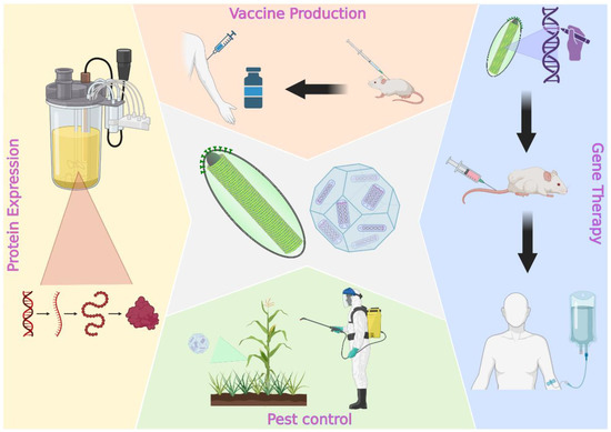 Viruses, Vol. 15, Pages 80: The Magic Staff: A Comprehensive Overview of Baculovirus-Based Technologies Applied to Human and Animal Health