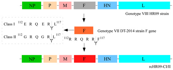 Viruses, Vol. 15, Pages 82: Construction of Novel Thermostable Chimeric Vaccine Candidates for Genotype VII Newcastle Disease Virus