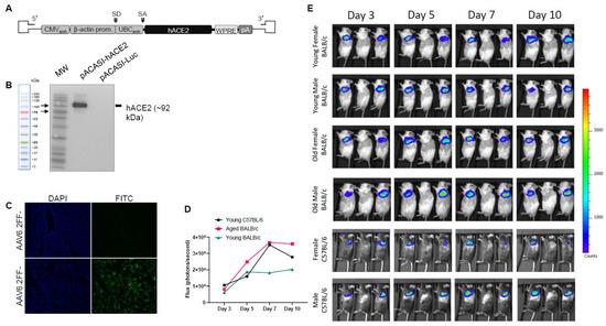 Viruses, Vol. 15, Pages 85: Generation and Characterization of a SARS-CoV-2-Susceptible Mouse Model Using Adeno-Associated Virus (AAV6.2FF)-Mediated Respiratory Delivery of the Human ACE2 Gene