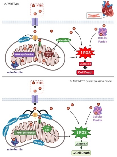 Cells, Vol. 12, Pages 118: Role of Mitochondrial Iron Overload in Mediating Cell Death in H9c2 Cells