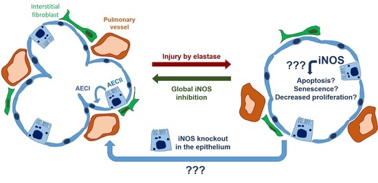 Cells, Vol. 12, Pages 125: iNOS Deletion in Alveolar Epithelium Cannot Reverse the Elastase-Induced Emphysema in Mice