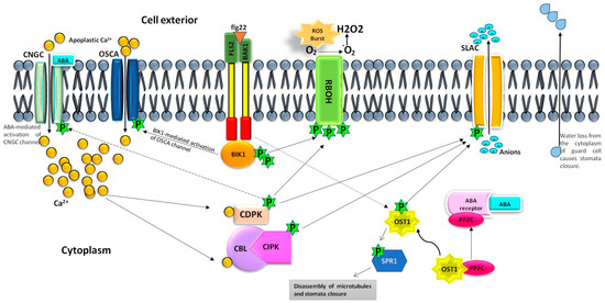 Cells, Vol. 12, Pages 127: Calcium Channels, OST1 and Stomatal Defence: Current Status and Beyond