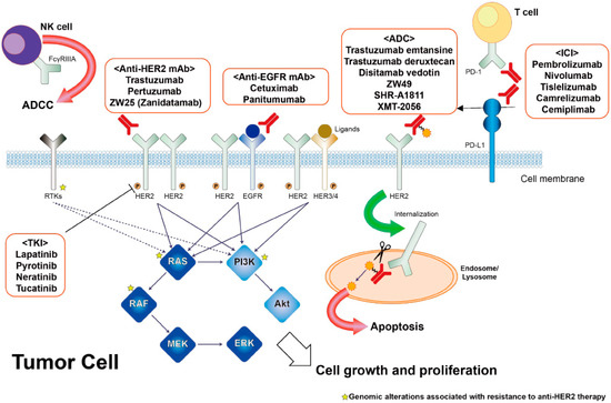 Cancers, Vol. 15, Pages 183: Molecular Basis of HER2-Targeted Therapy for HER2-Positive Colorectal Cancer