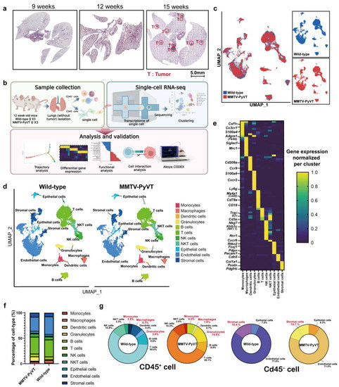 Cancers, Vol. 15, Pages 176: Single-Cell Transcriptomic Profiles of Lung Pre-Metastatic Niche Reveal Neutrophil and Lymphatic Endothelial Cell Roles in Breast Cancer
