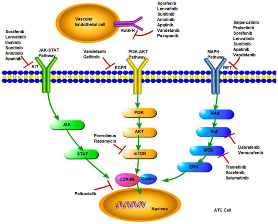 Cancers, Vol. 15, Pages 179: Targeted Therapy for Anaplastic Thyroid Carcinoma: Advances and Management