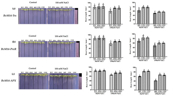 Antioxidants, Vol. 12, Pages 57: Functional Characterization of Sugar Beet M14 Antioxidant Enzymes in Plant Salt Stress Tolerance