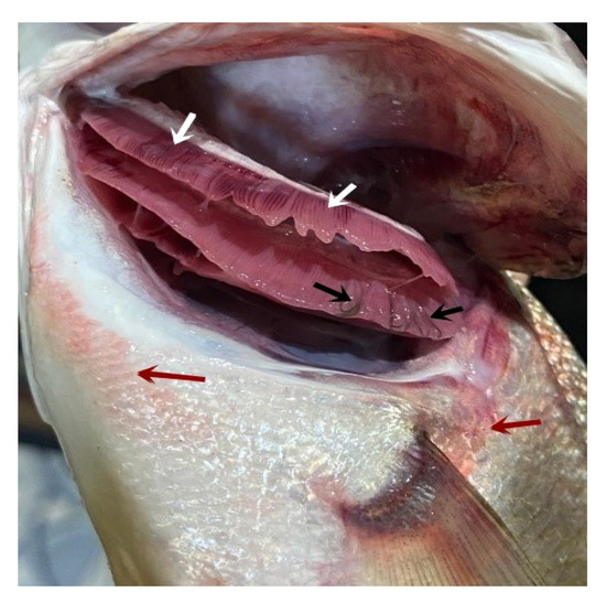 Pathogens, Vol. 12, Pages 52: Prevalence, Morpho-Histopathological Identification, Clinical Picture, and the Role of Lernanthropus kroyeri to Alleviate the Zinc Toxicity in Moron labrax